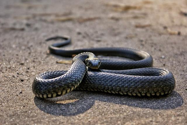 Hình ảnh rắn đen khiến nhiều người sợ hãi